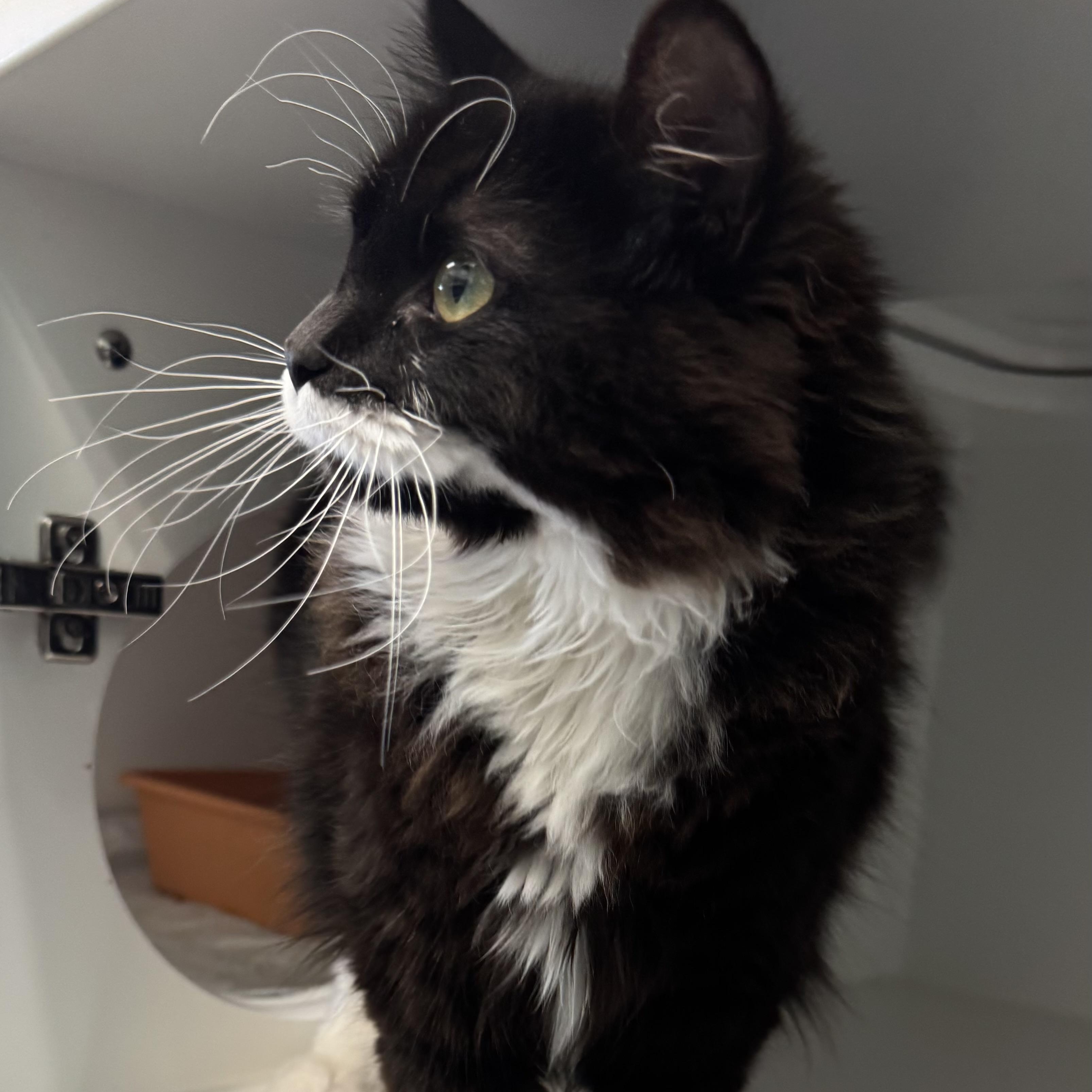 Enlarge Milkshake, an adopted Domestic Long Hair in Fall River, MA image 3/3