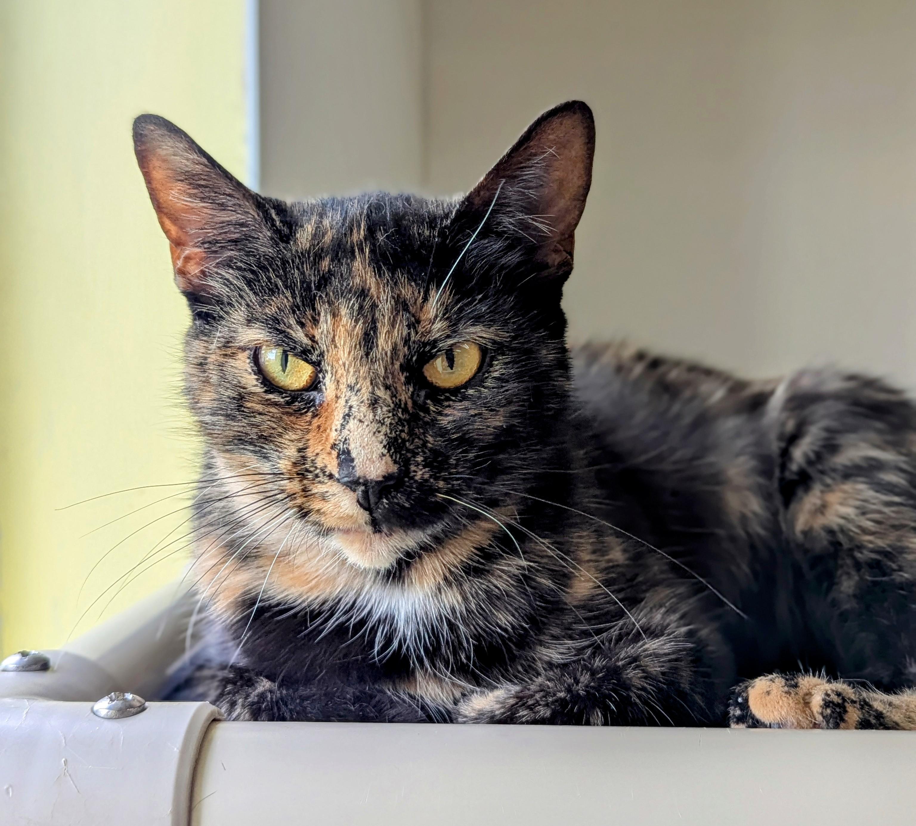 Gypsy, Adoptable, Adult Female Domestic Short Hair.