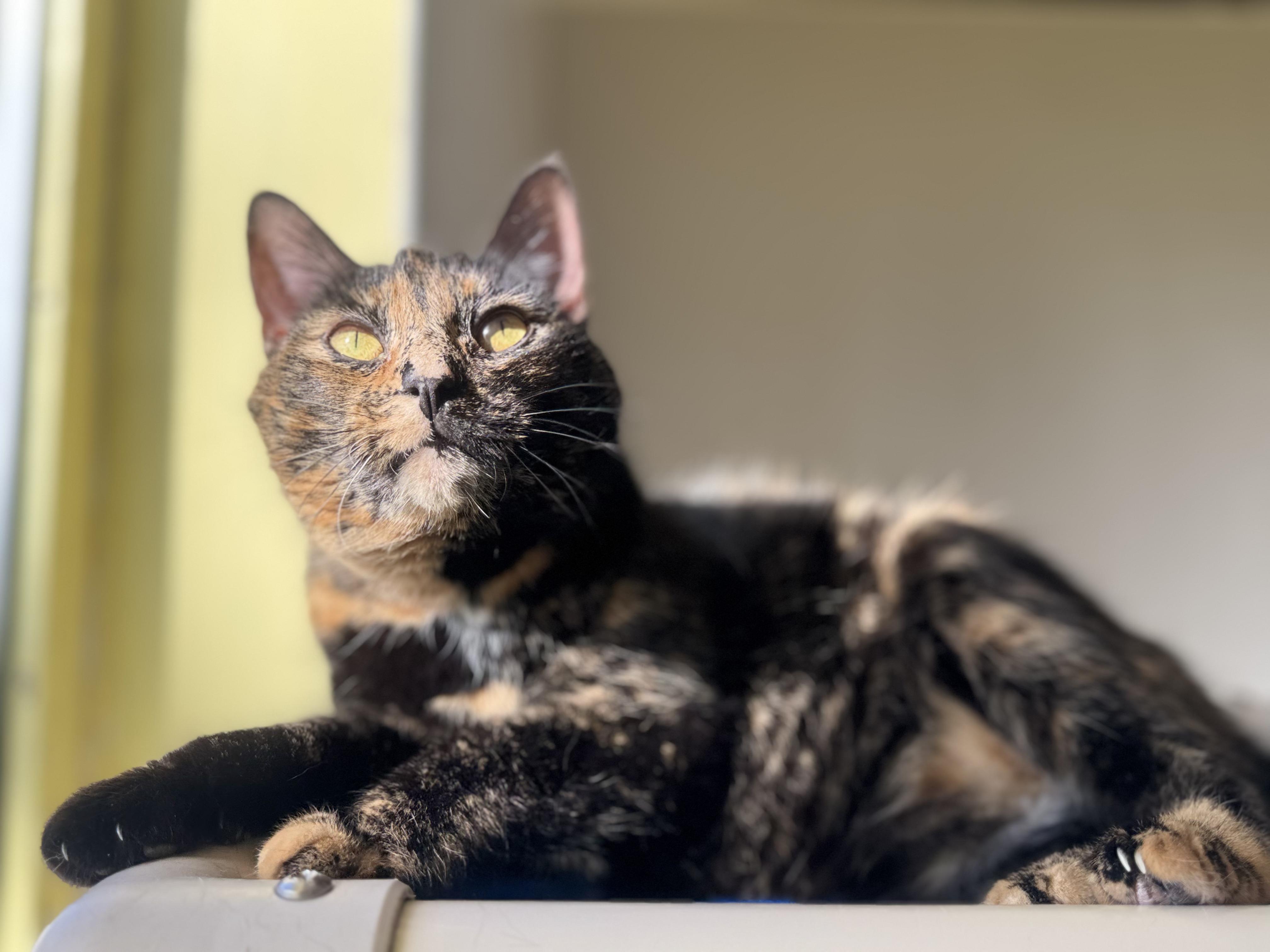 Gypsy, Adoptable, Adult Female Domestic Short Hair.