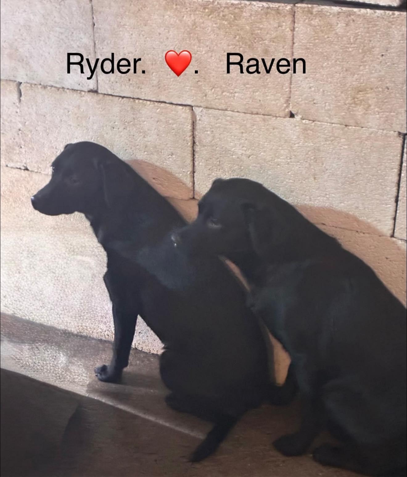 Ryder, ADOPTABLE, Puppy Male Black Labrador Retriever.