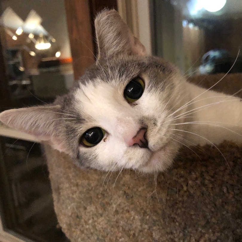 Daphne (adult), a Adoptable Domestic Short Hair in Marion, NC image 1/5