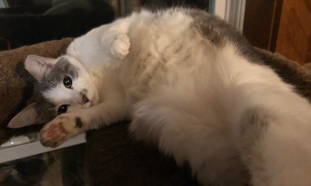 Daphne (adult), a Adoptable Domestic Short Hair in Marion, NC image 3/5