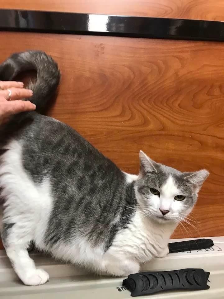 Daphne (adult), a Adoptable Domestic Short Hair in Marion, NC image 4/5