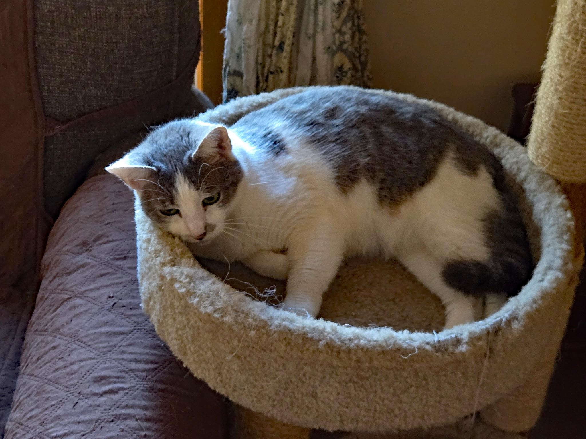 Daphne (adult), Adoptable, Adult Female Domestic Short Hair.