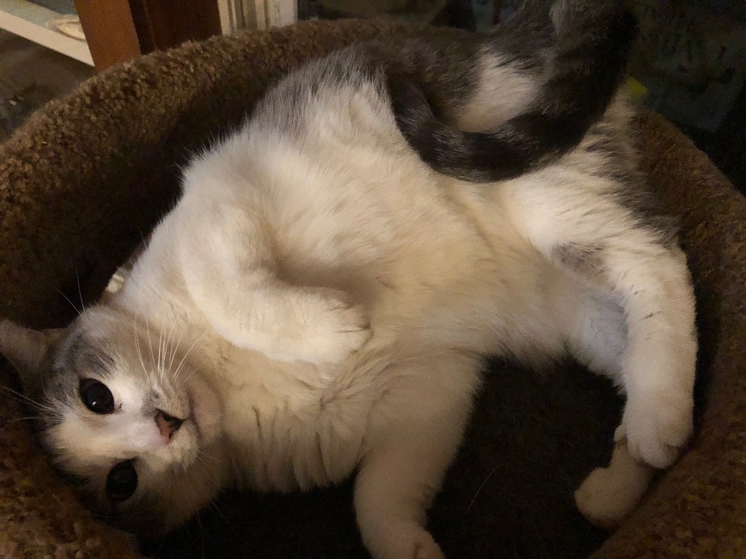 Daphne (adult), a Adoptable Domestic Short Hair in Marion, NC image 5/5