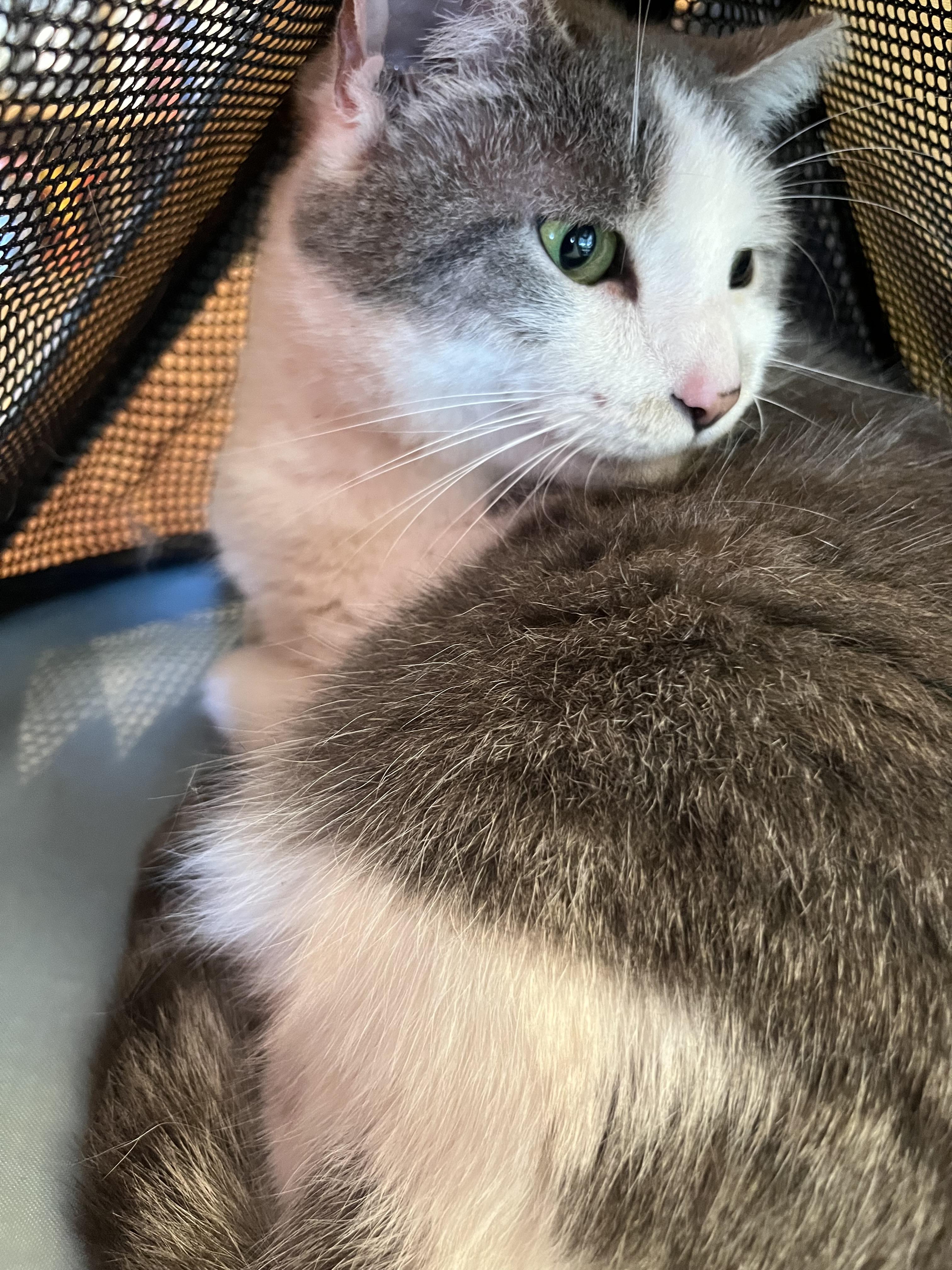 Daphne (adult), a Adoptable Domestic Short Hair in Marion, NC image 2/5