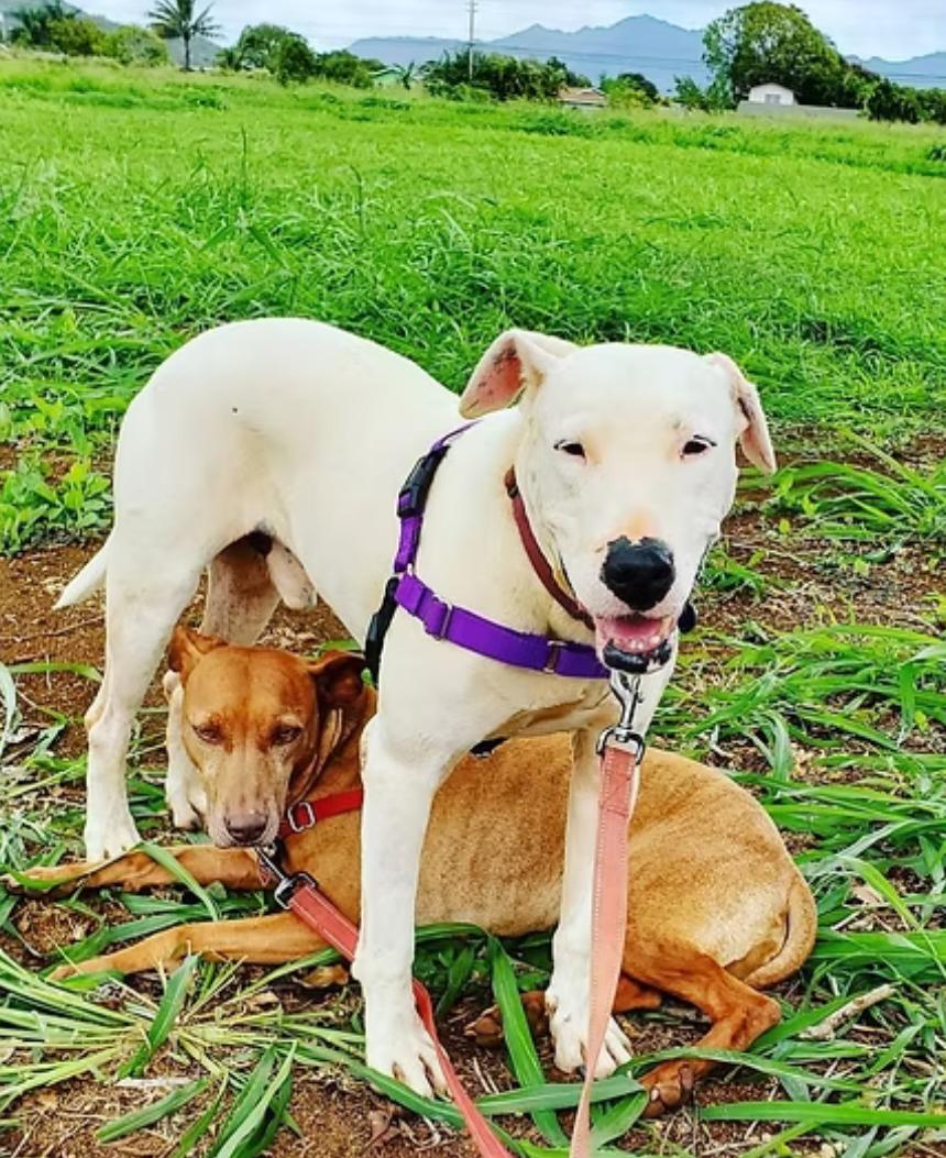 Enlarge Hannah (bonded with Joe), a Adoptable mixed breed in Kapaa, HI image 1/1