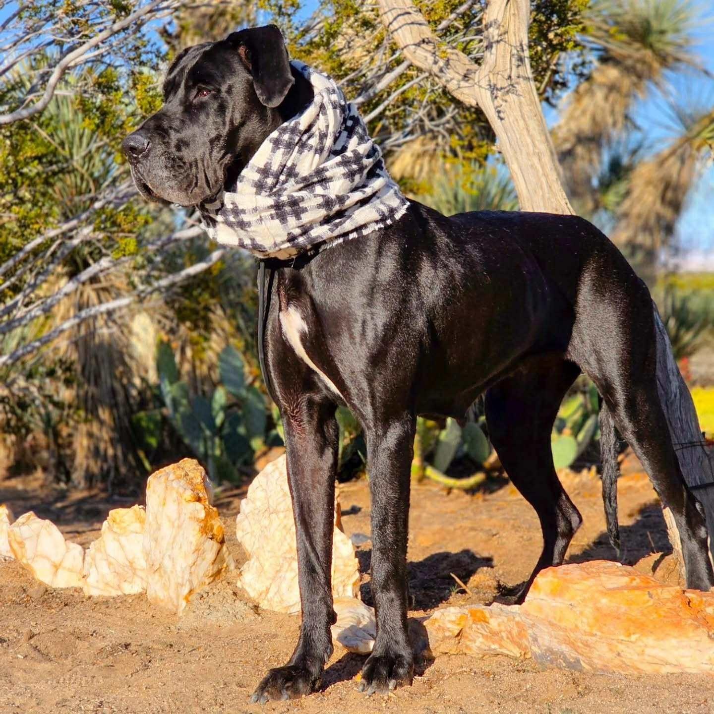 Lana, an adopted Great Dane in Tehachapi, CA image 4/5