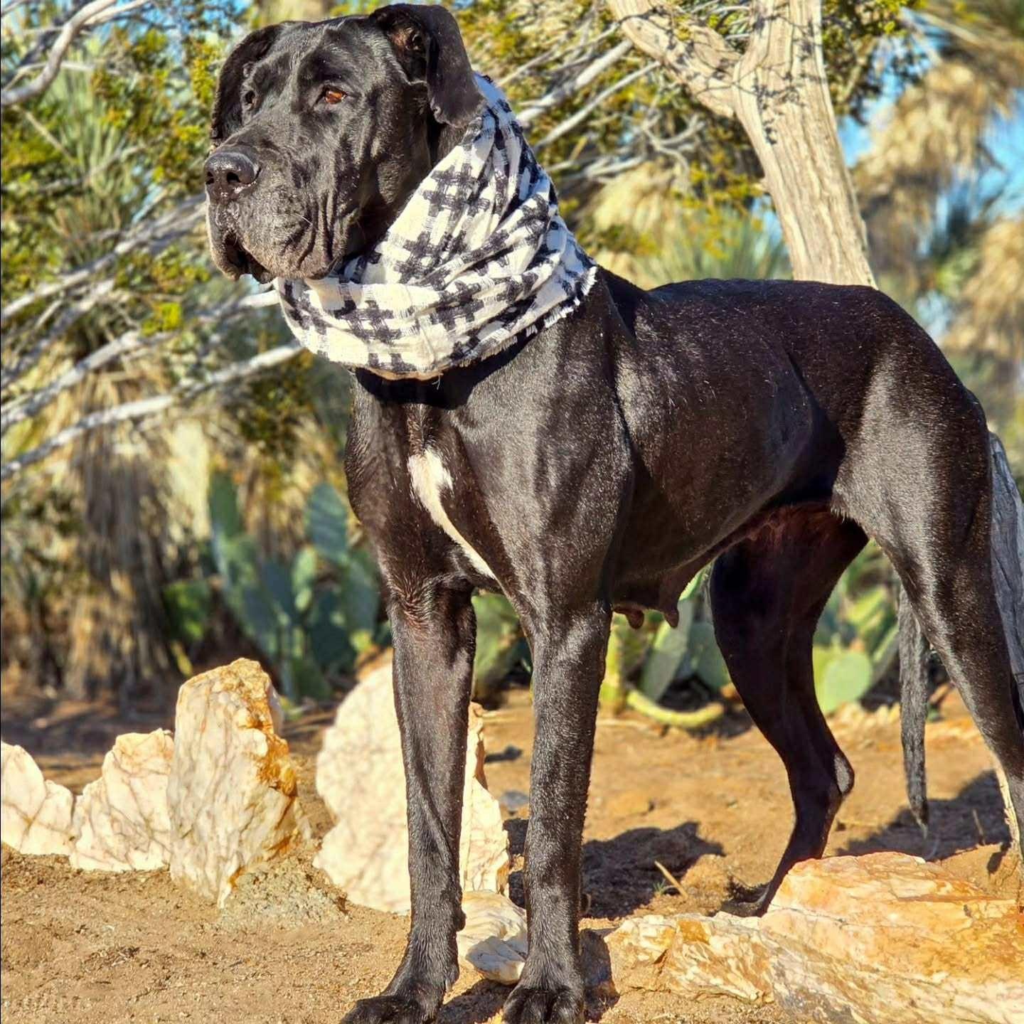 Lana, an adopted Great Dane in Tehachapi, CA image 5/5