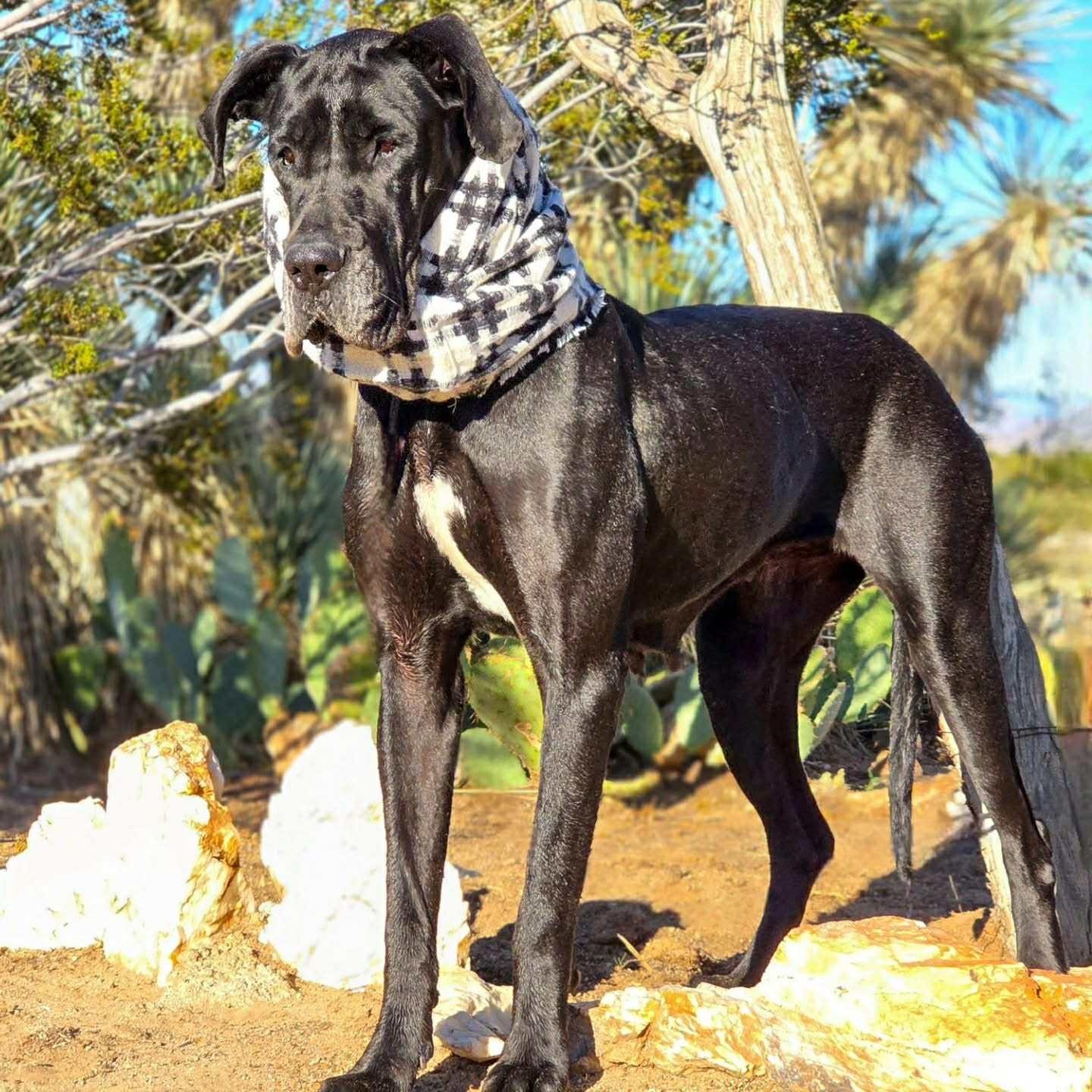 Lana, an adopted Great Dane in Tehachapi, CA image 2/5