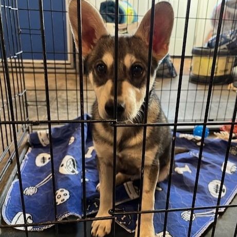 Enlarge Snoopy, an adopted mixed breed in Riverside, IA image 3/3