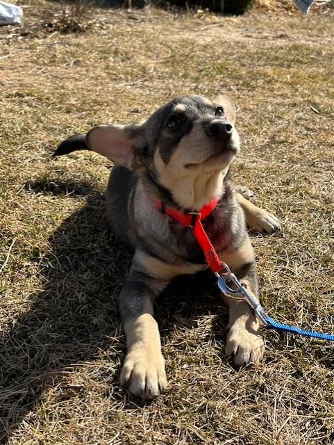 Enlarge Snoopy, an adopted mixed breed in Riverside, IA image 2/3