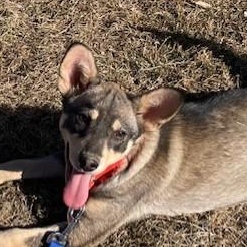 Snoopy, adopted, Puppy Male Terrier & Klee Kai.