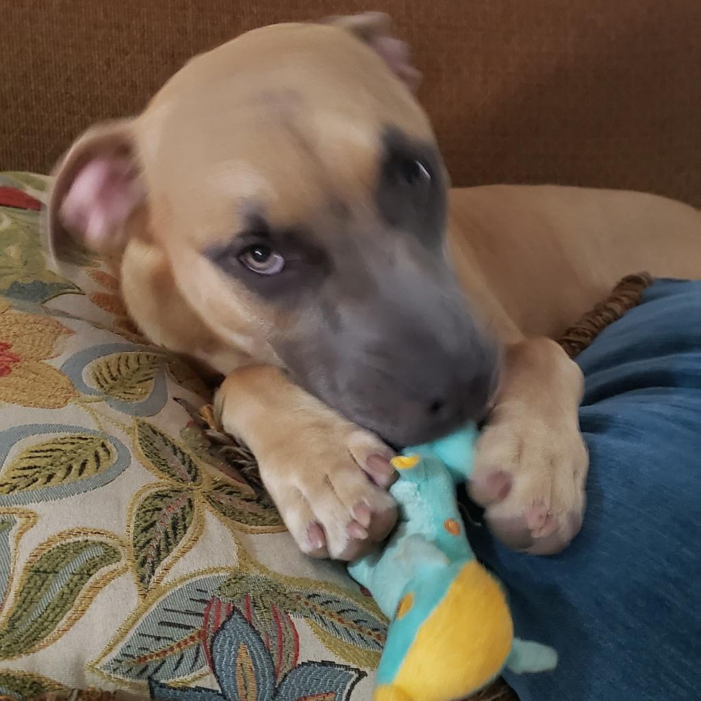 Verlander, Adoptable, Adult Female Labrador Retriever & Pit Bull Terrier.