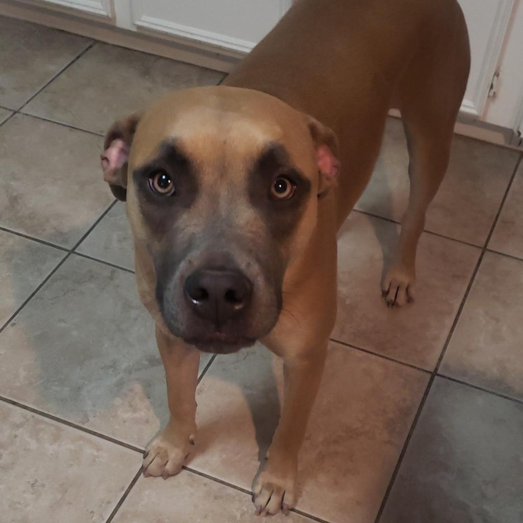 Enlarge Verlander, a Adoptable mixed breed in Houston, TX image 2/6