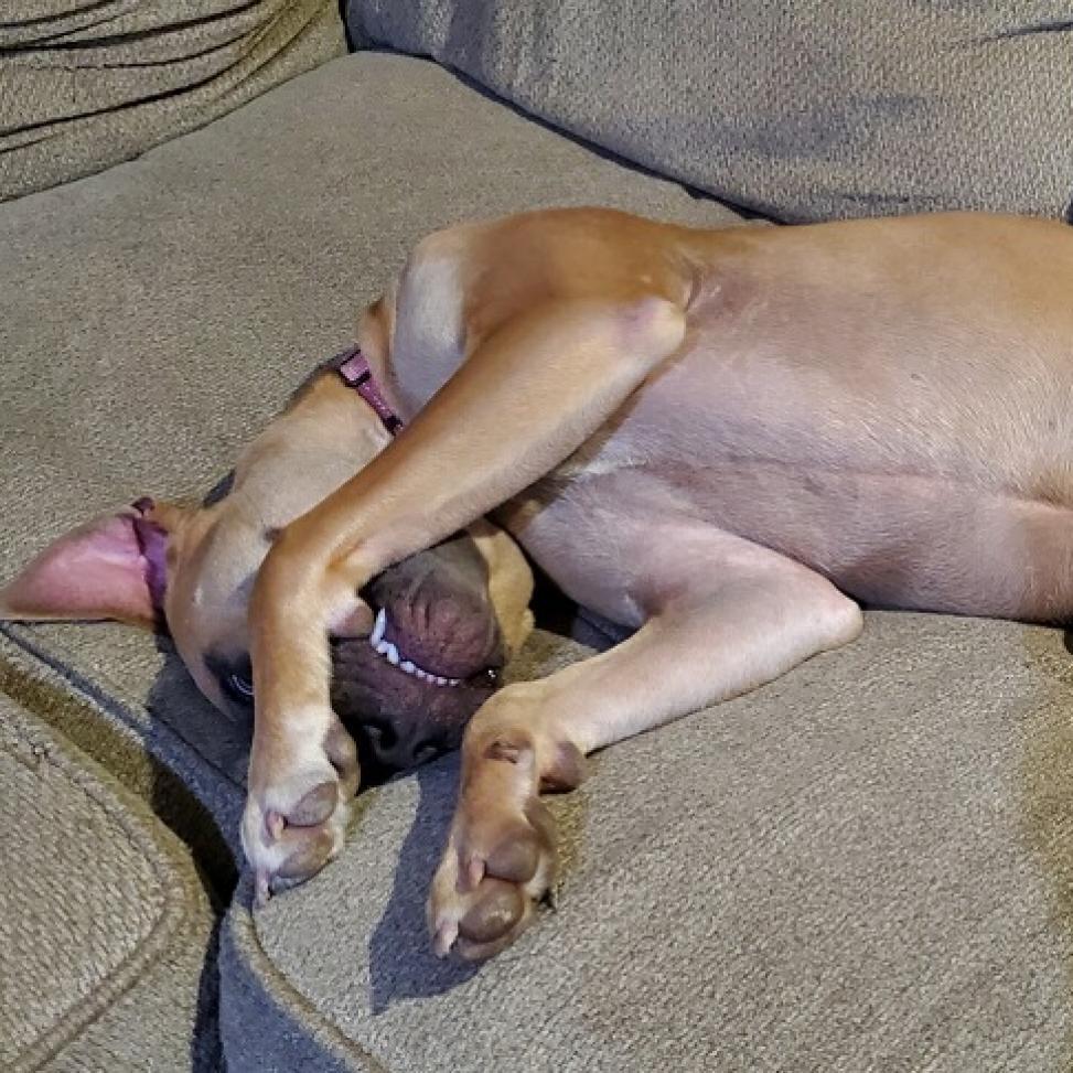 Enlarge Verlander, a Adoptable mixed breed in Houston, TX image 3/6