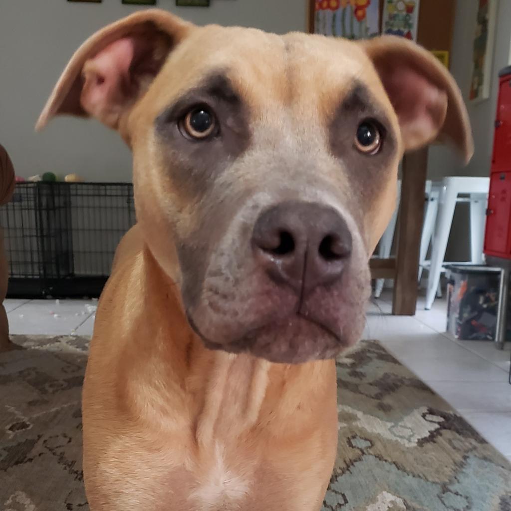 Enlarge Verlander, a Adoptable mixed breed in Houston, TX image 4/6