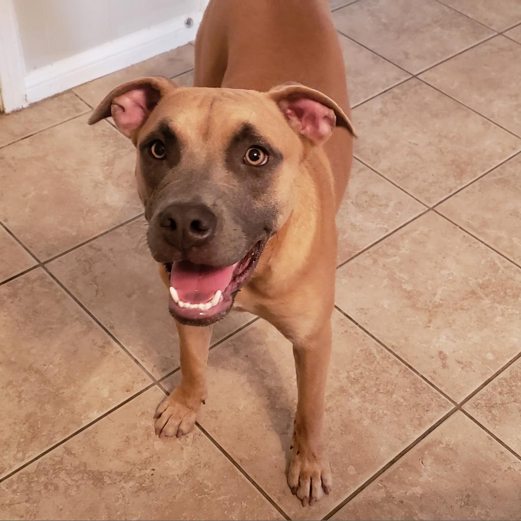 Enlarge Verlander, a Adoptable mixed breed in Houston, TX image 5/6