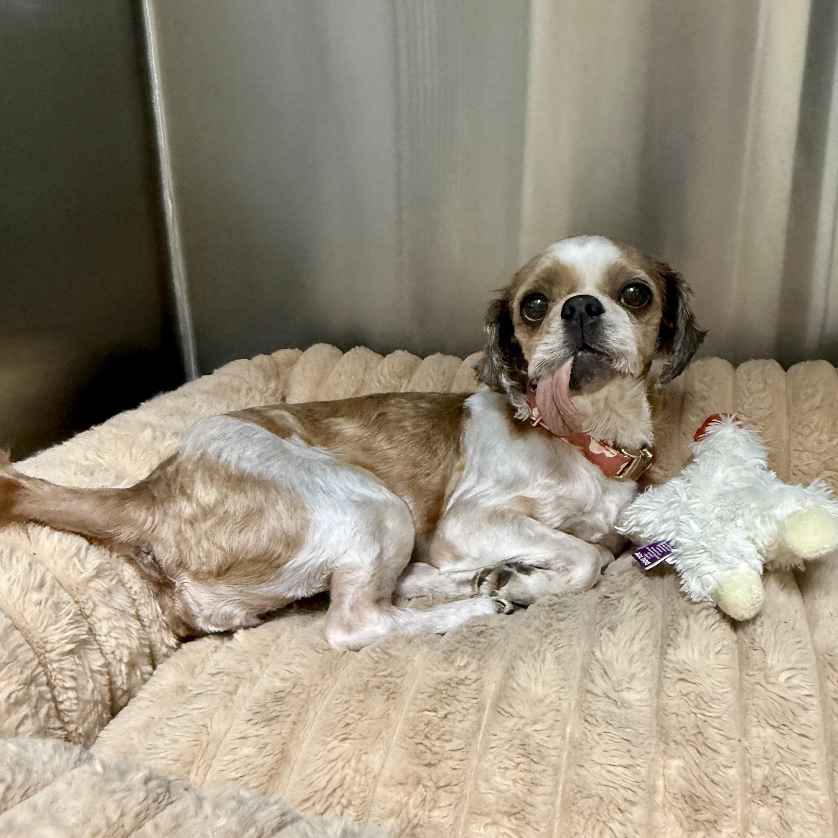 Poppy, an adoptable Shih Tzu in modesto, CA image 2/4