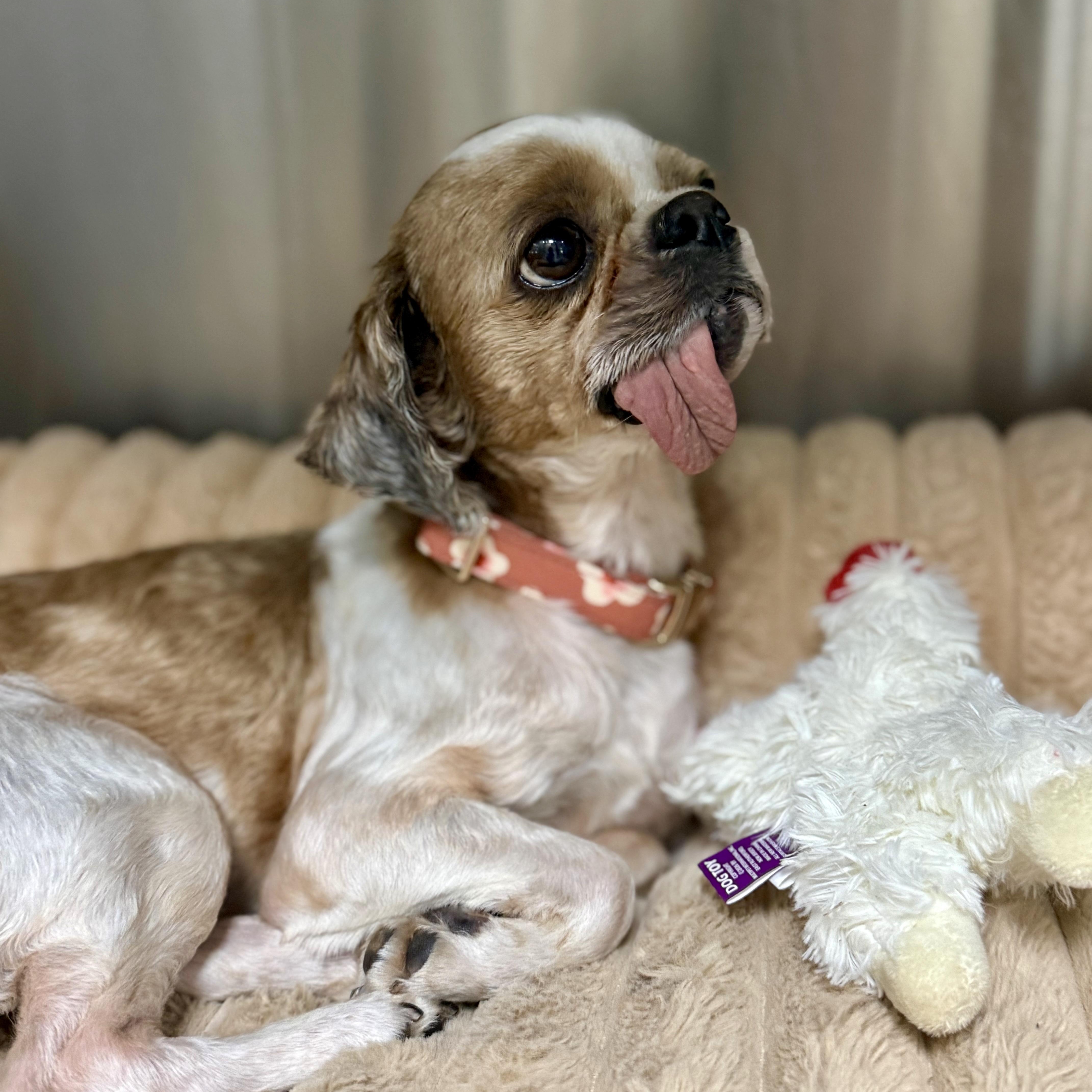 Poppy, an adoptable Shih Tzu in modesto, CA image 4/4