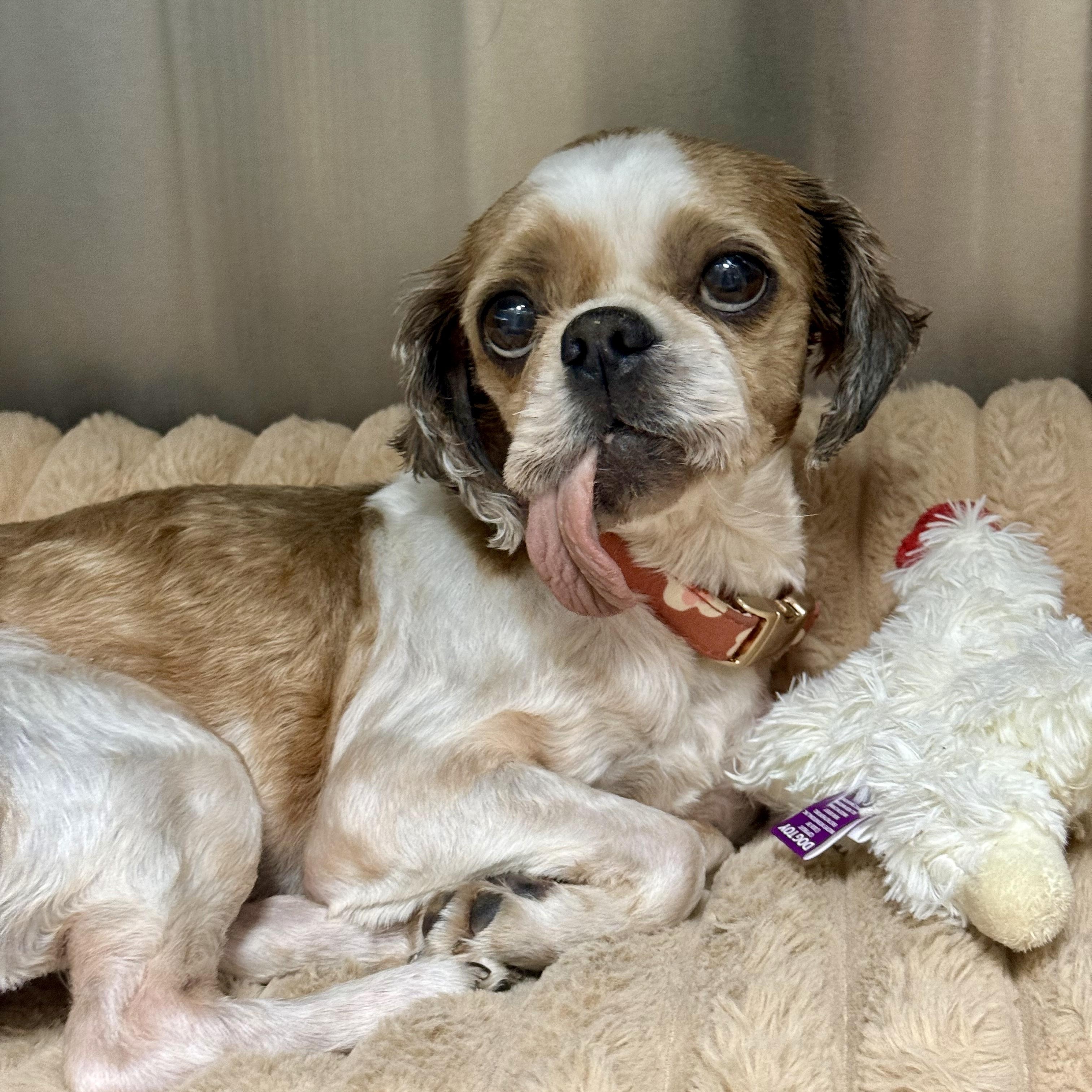 Poppy, an adoptable Shih Tzu in modesto, CA image 3/4