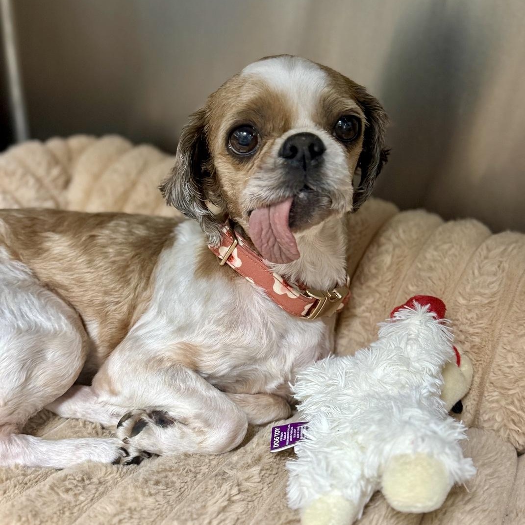 Poppy, an adoptable Shih Tzu in modesto, CA image 1/4