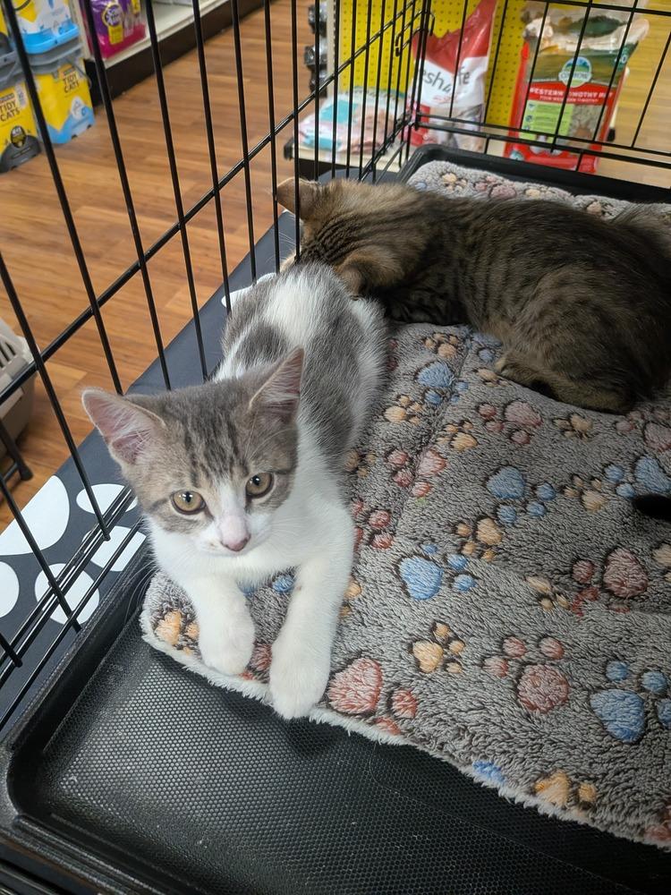 Enlarge Dash, a Adoptable Domestic Medium Hair in Orlando, FL image 1/2