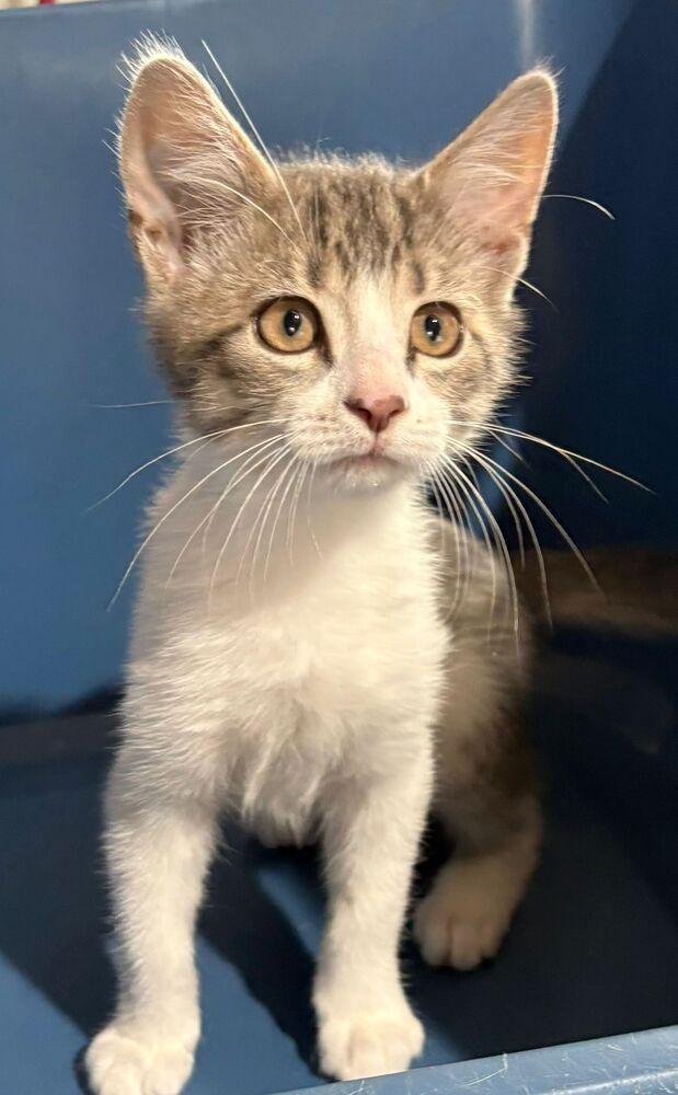 Enlarge Dash, a Adoptable Domestic Medium Hair in Orlando, FL image 2/2