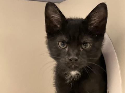 Enlarge KIKI, a Adoptable Domestic Short Hair in Palo Alto, CA image 1/1