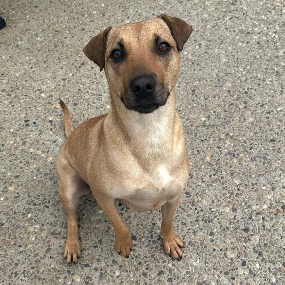 Meg Thee Stallion, Adoptable, Adult Female Mixed Breed.
