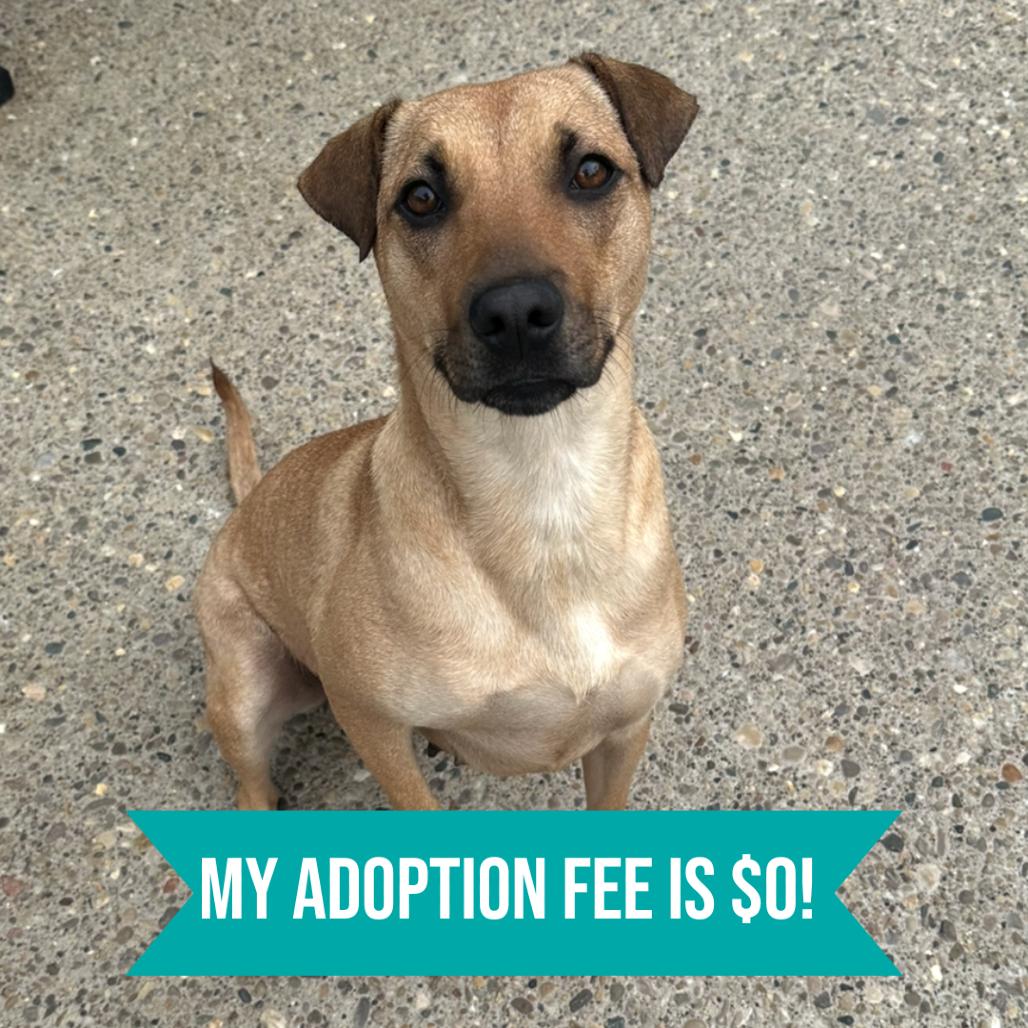 Enlarge Meg Thee Stallion, a Adoptable Mixed Breed in Charleston, WV image 2/4