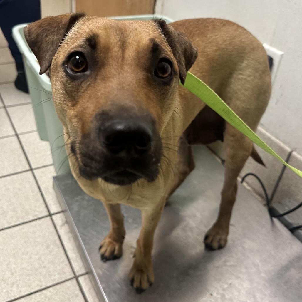 Enlarge Meg Thee Stallion, a Adoptable Mixed Breed in Charleston, WV image 3/4
