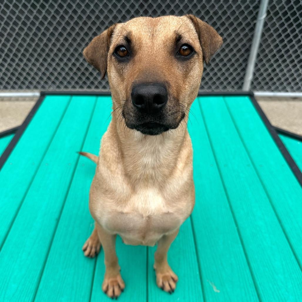 Enlarge Meg Thee Stallion, a Adoptable Mixed Breed in Charleston, WV image 4/4
