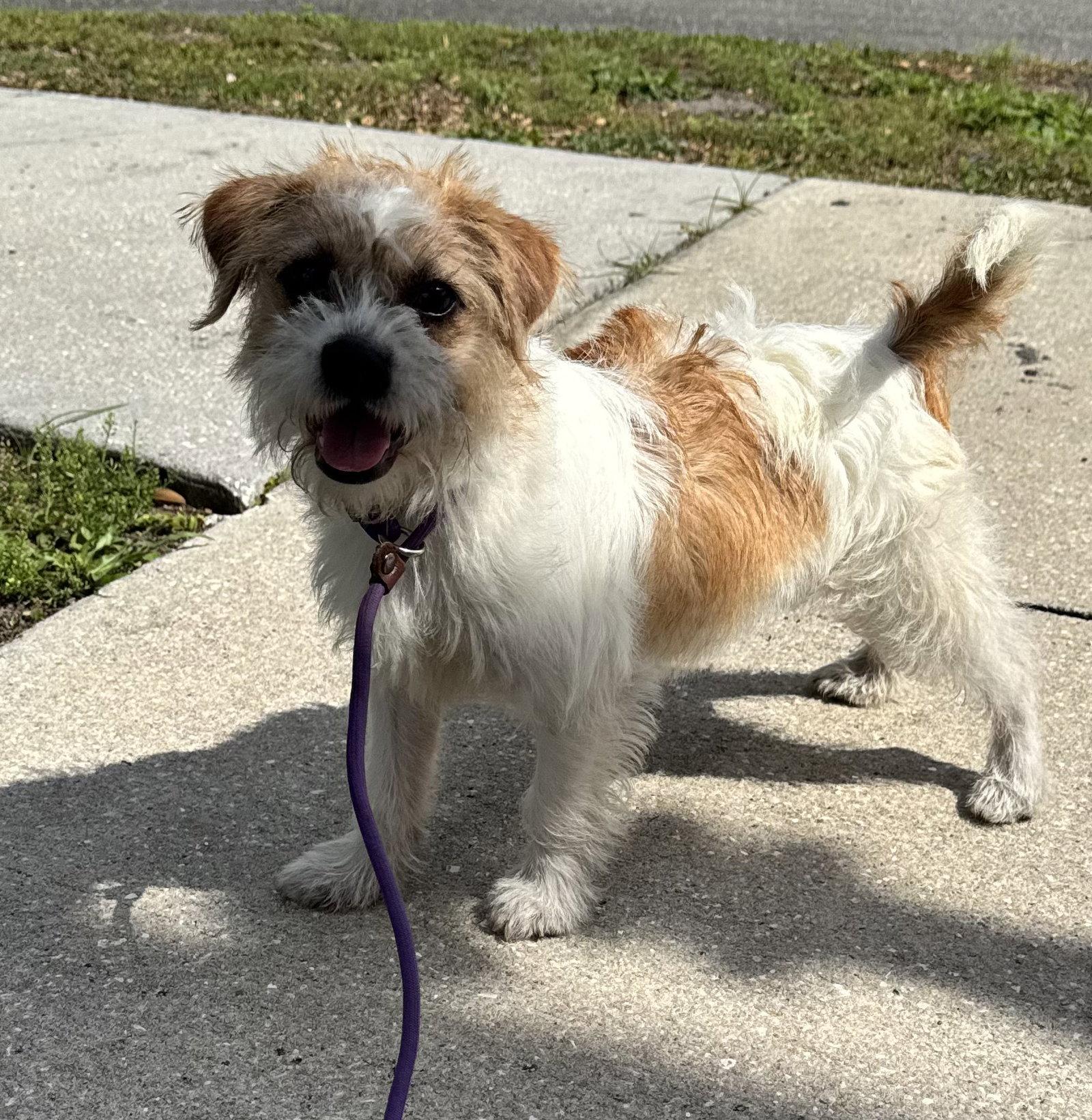 Madeline, a Adopted mixed breed in Sanford, FL image 1/3