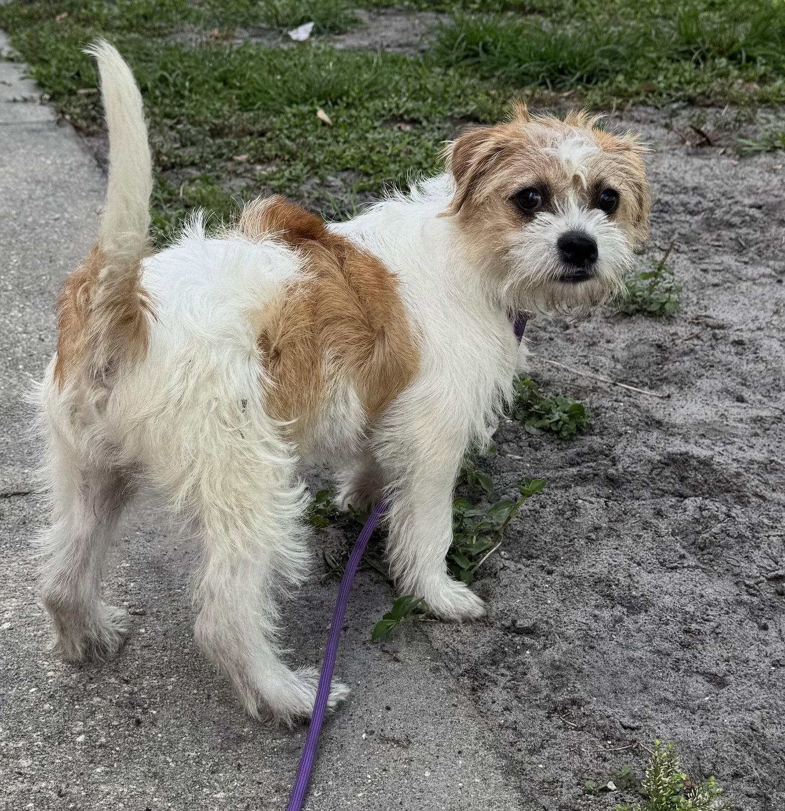Madeline, a Adopted mixed breed in Sanford, FL image 2/3