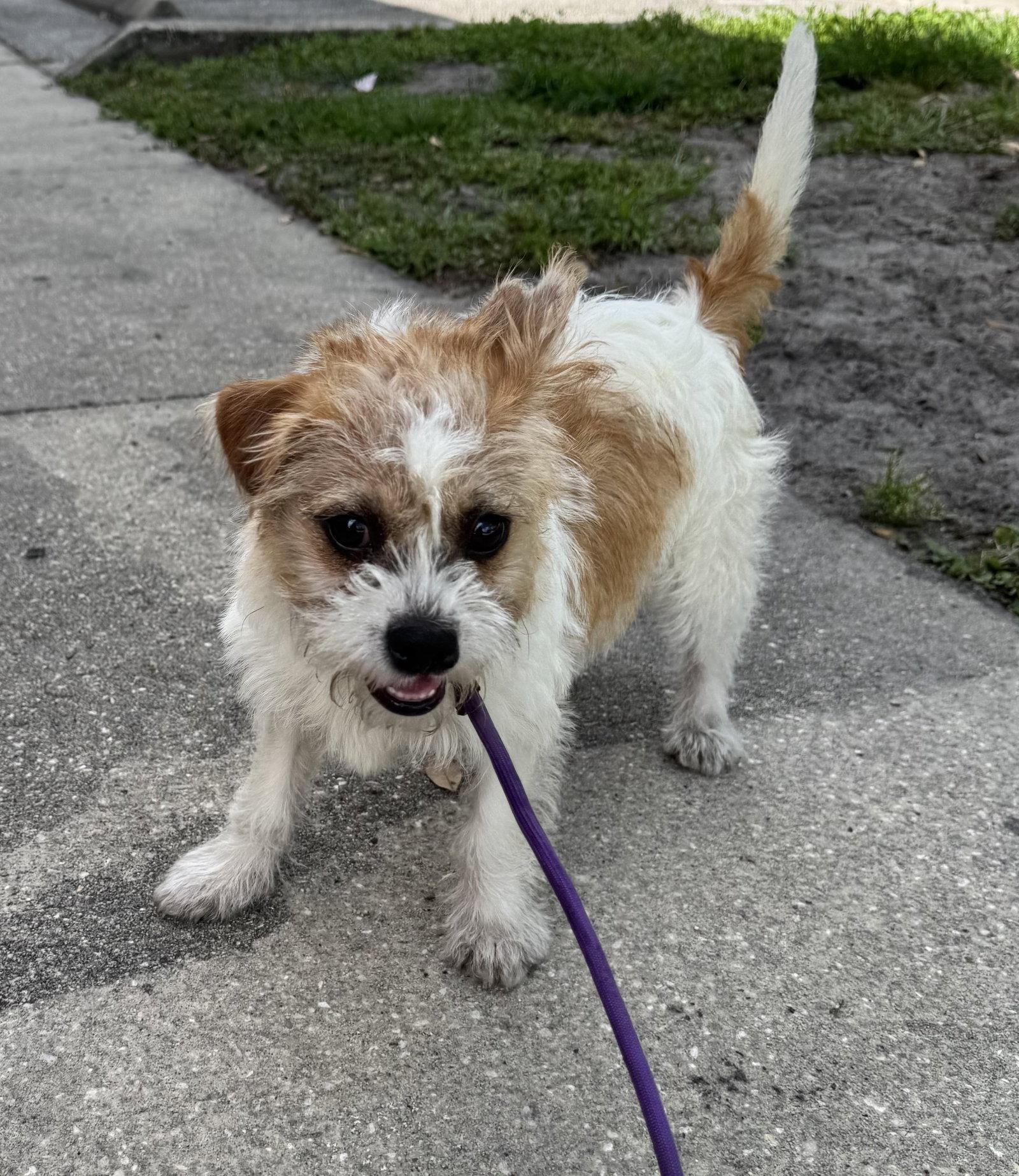 Madeline, a Adopted mixed breed in Sanford, FL image 3/3