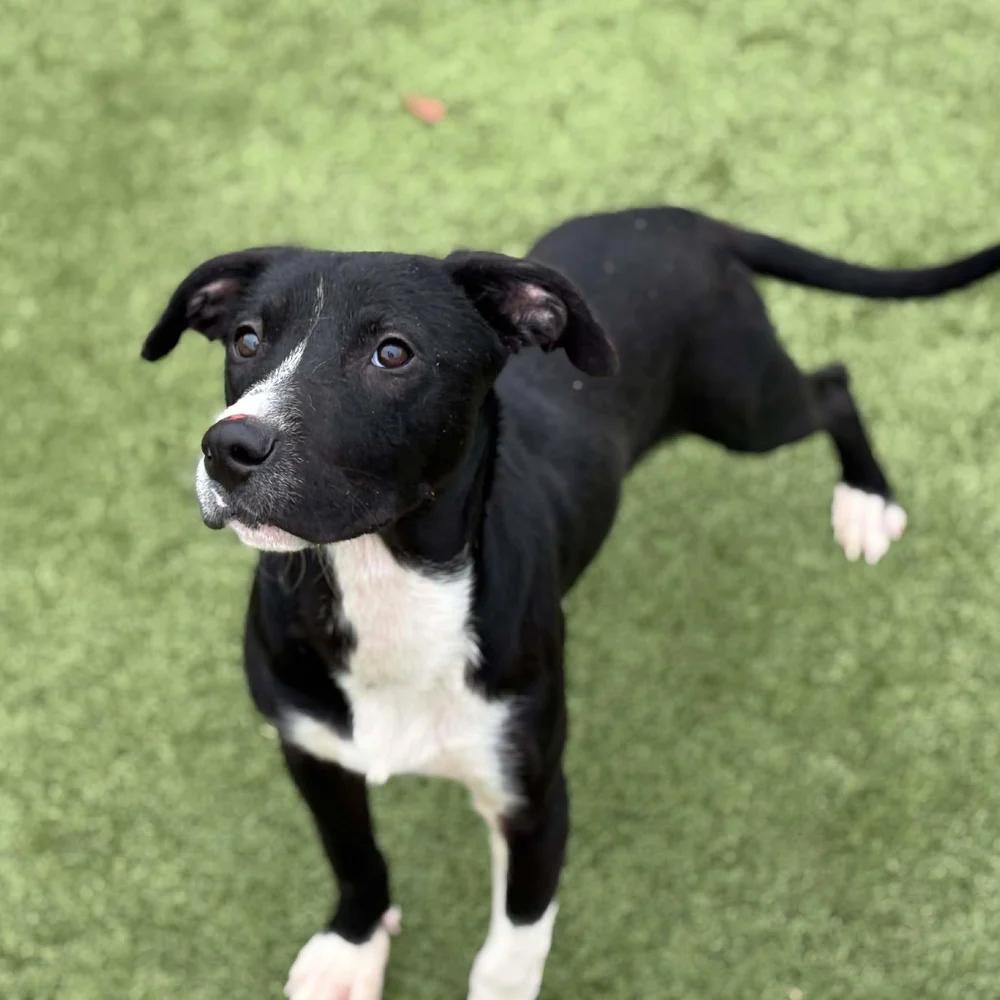 Wasabi — thumbnail 2