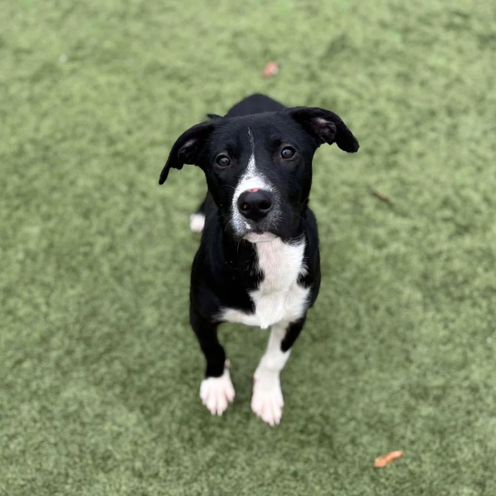 Wasabi — thumbnail 4