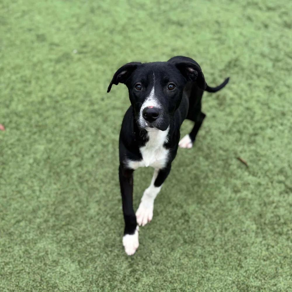 Wasabi — thumbnail 6