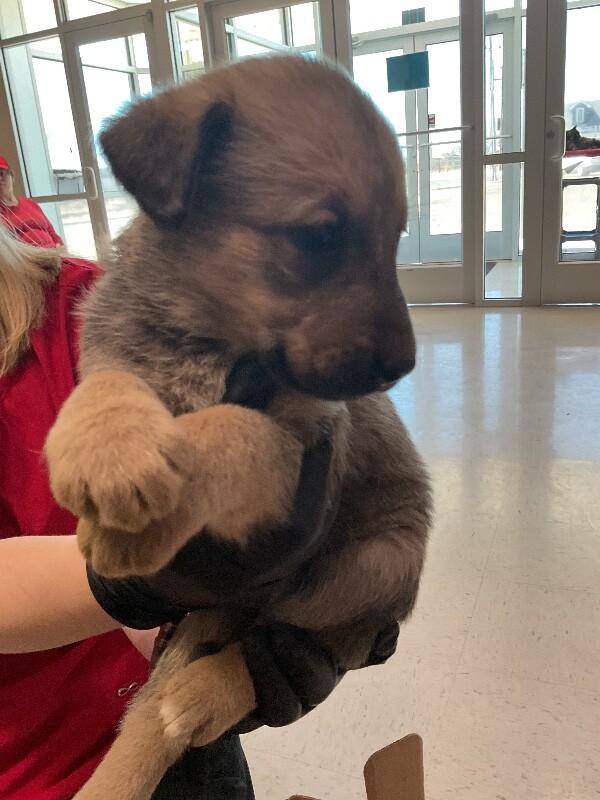 Enlarge Lily, a Adoptable Mixed Breed in Hobbs, NM image 1/1