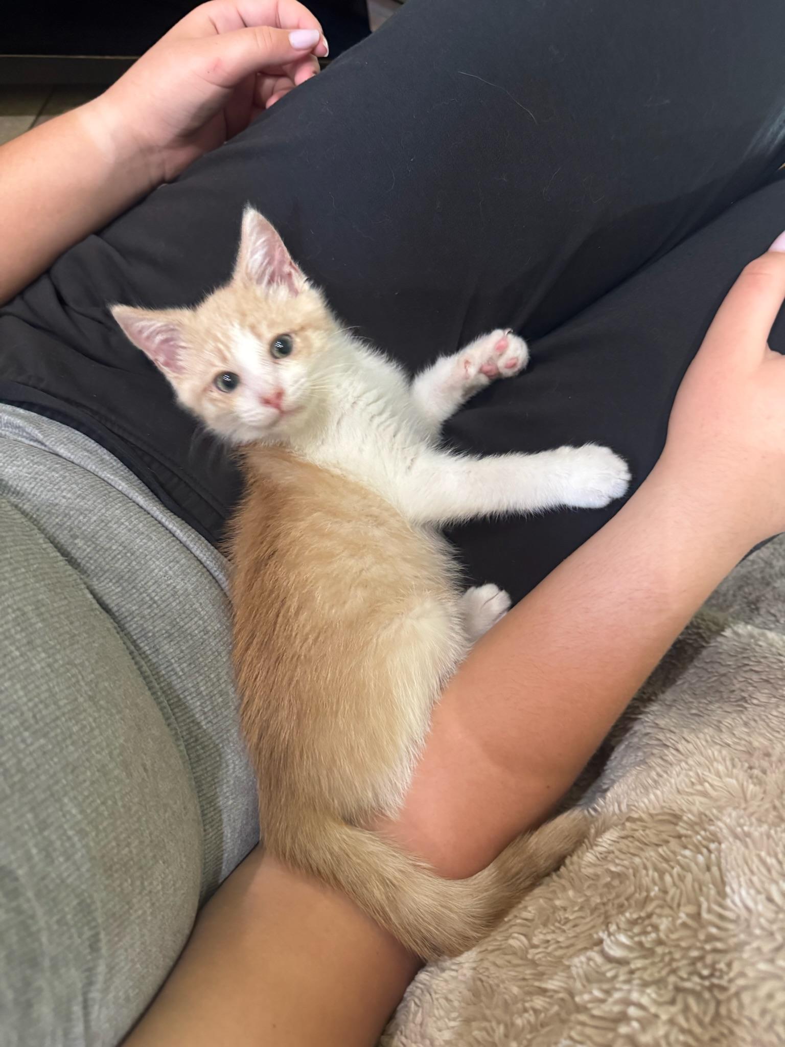 Goose, a ADOPTABLE Domestic Short Hair in Visalia, CA image 5/6