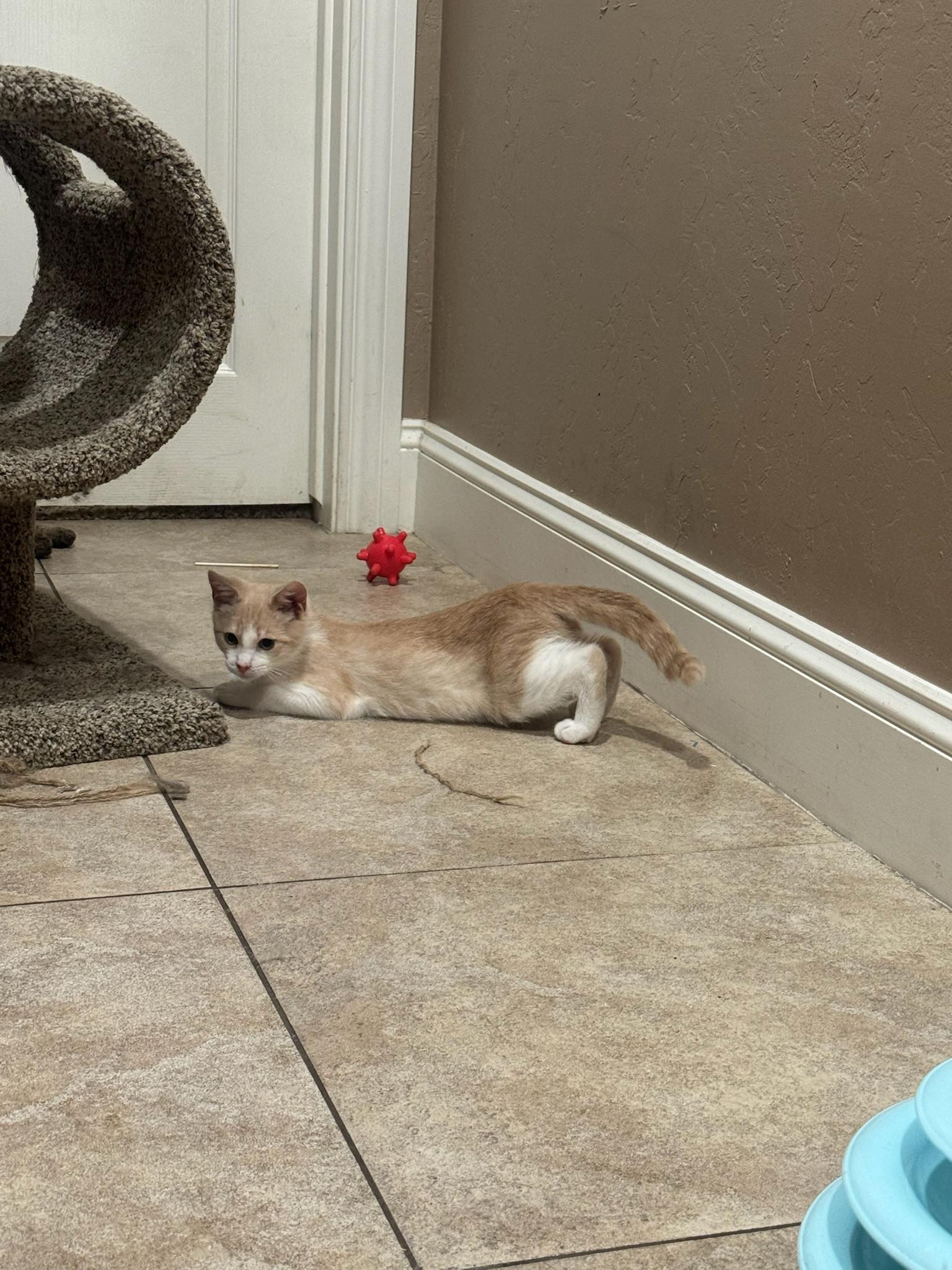 Goose, a ADOPTABLE Domestic Short Hair in Visalia, CA image 4/6