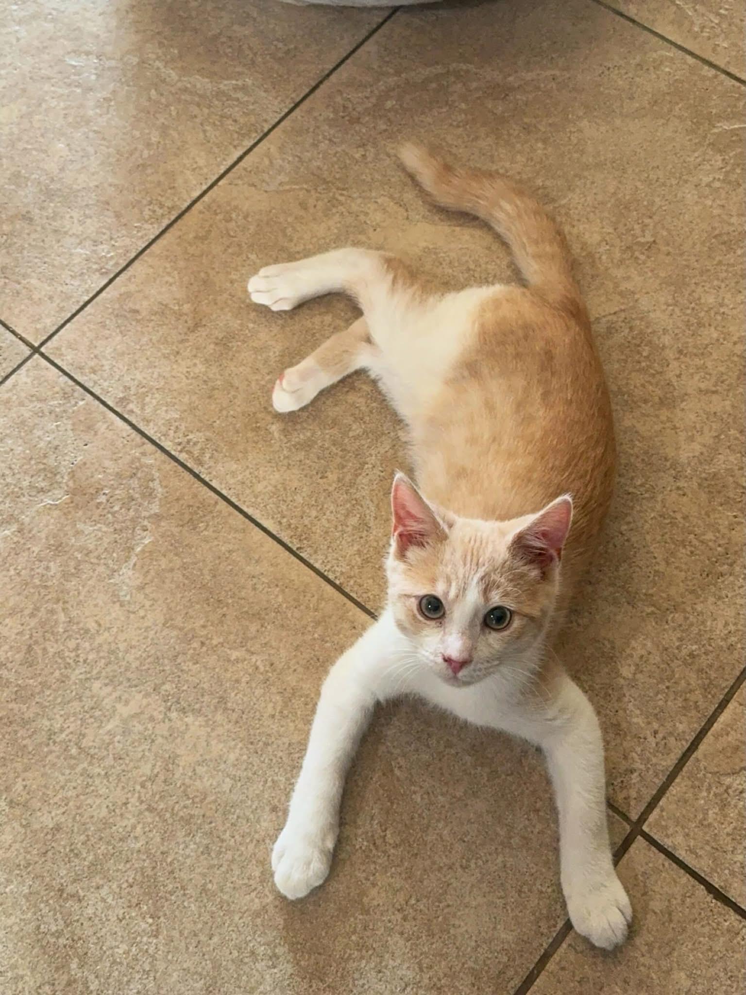 Goose, a ADOPTABLE Domestic Short Hair in Visalia, CA image 1/6