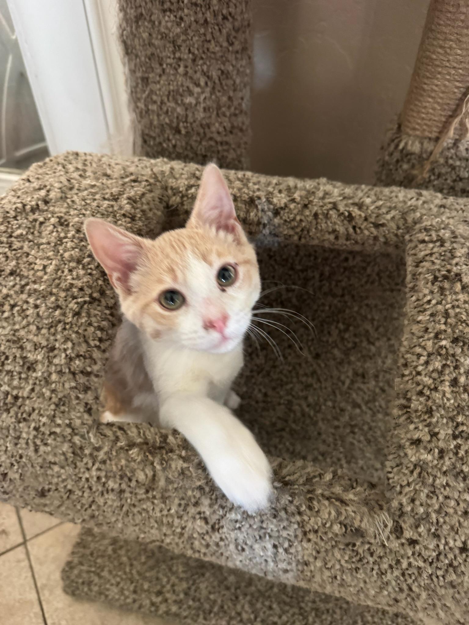 Goose, a ADOPTABLE Domestic Short Hair in Visalia, CA image 2/6
