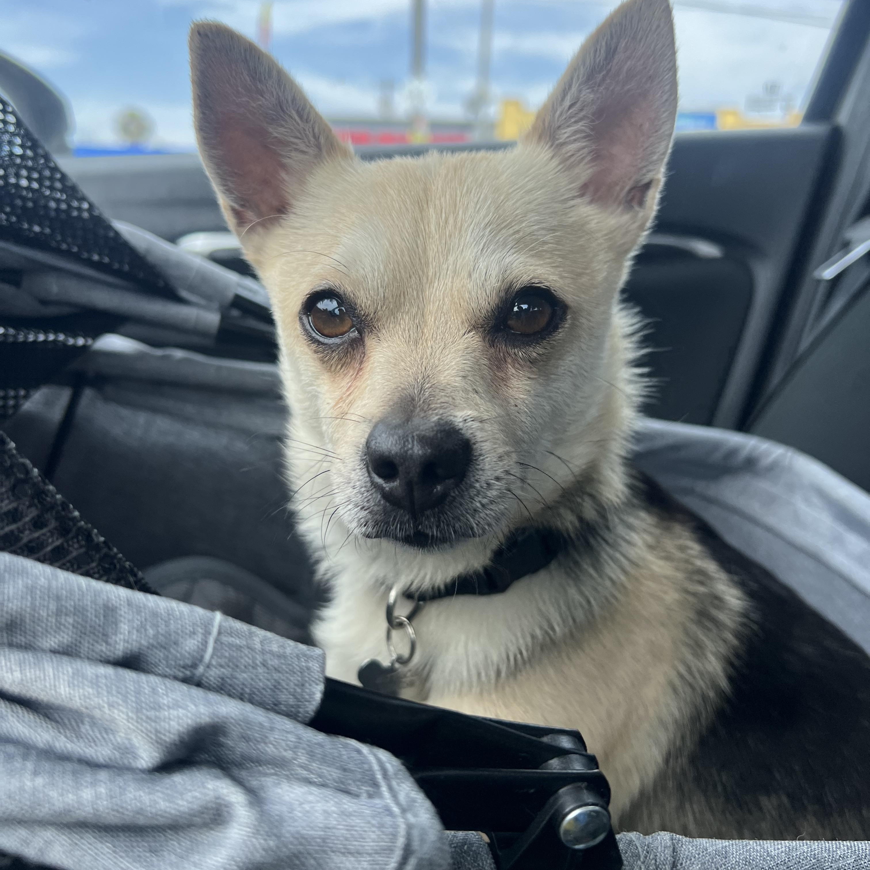 Cacio, Adoptable, Young Male Chihuahua.