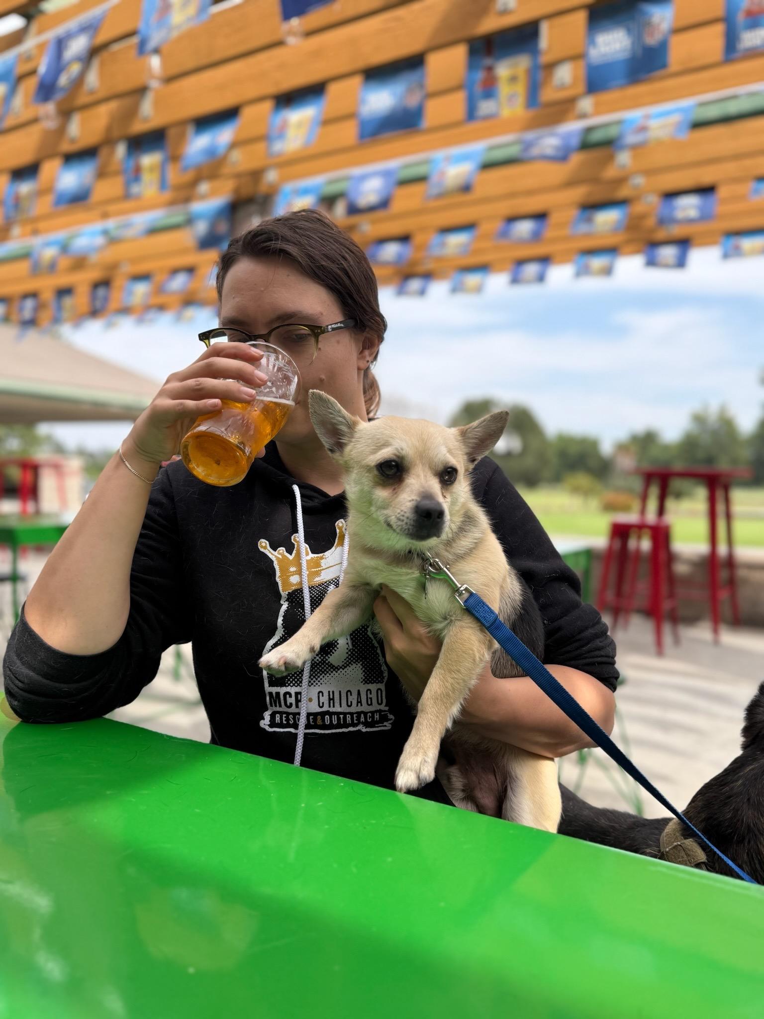 Enlarge Cacio, a Adoptable mixed breed in Los Angeles, CA image 2/6