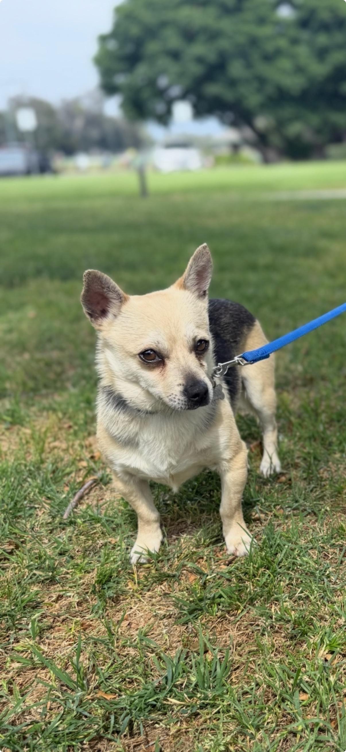 Enlarge Cacio, a Adoptable mixed breed in Los Angeles, CA image 5/6