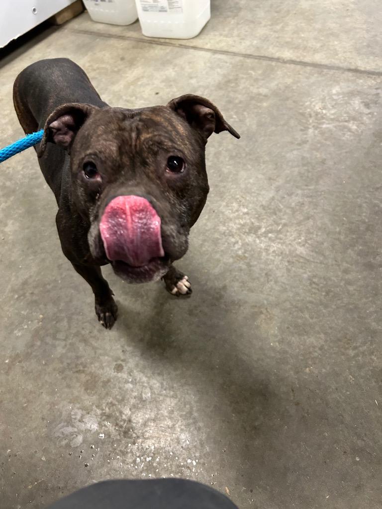 Enlarge Sassy, a Adoptable mixed breed in Oxford, NC image 1/2