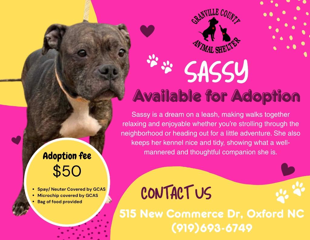 Sassy, Adoptable, Adult Female Mixed Breed.