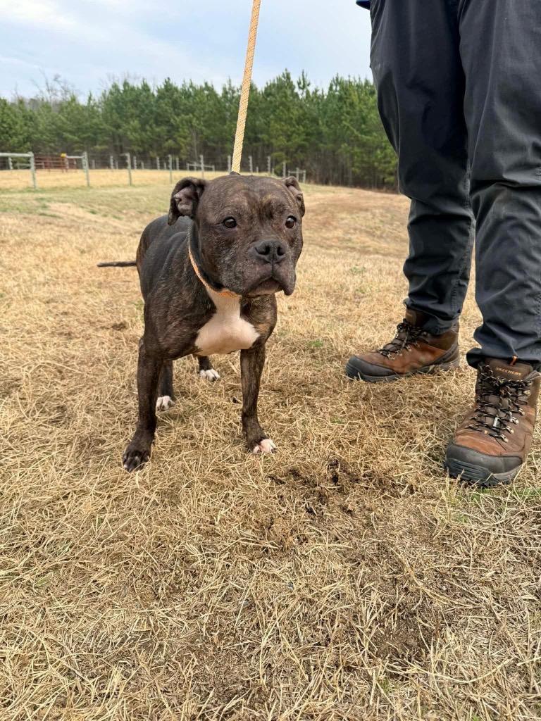 Enlarge Sassy, a Adoptable mixed breed in Oxford, NC image 2/2